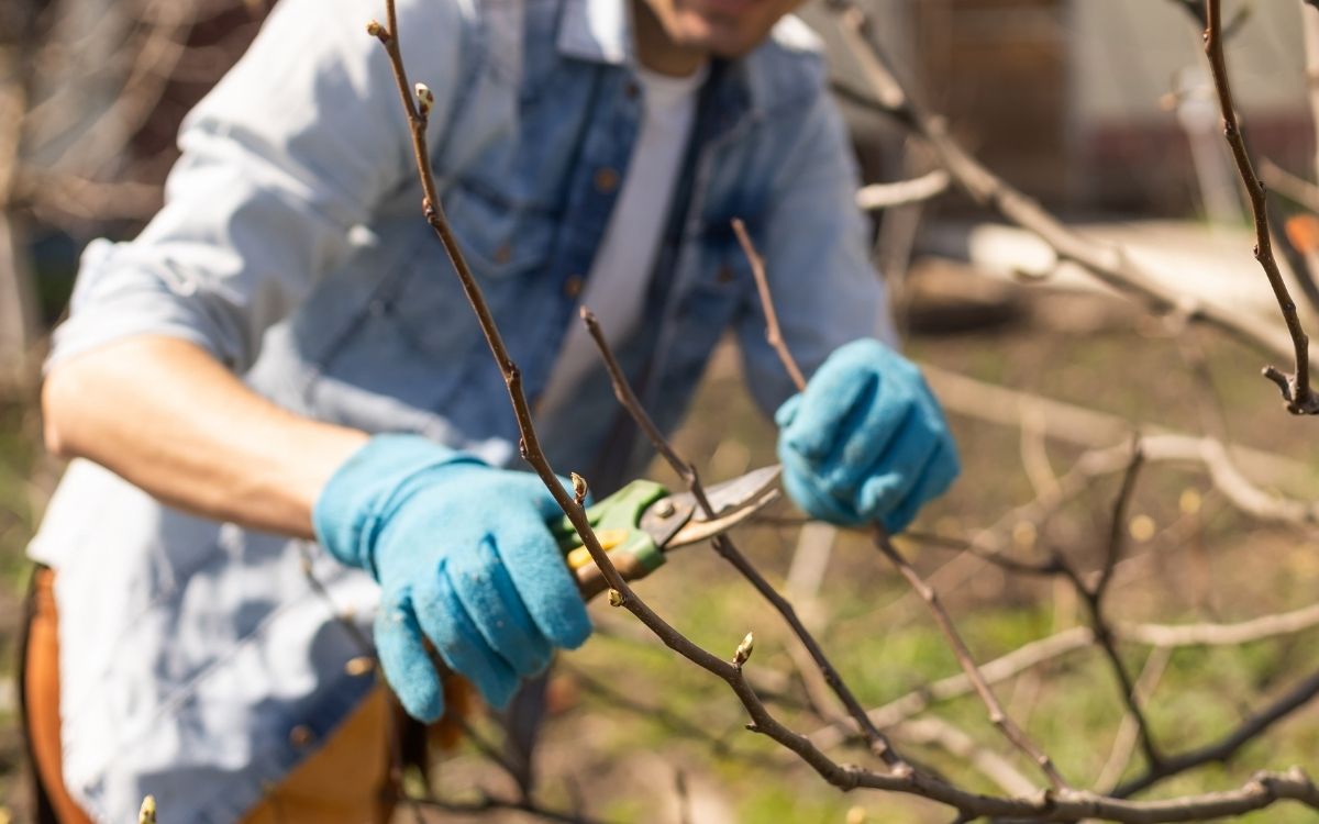 poda frutales valladolid 1