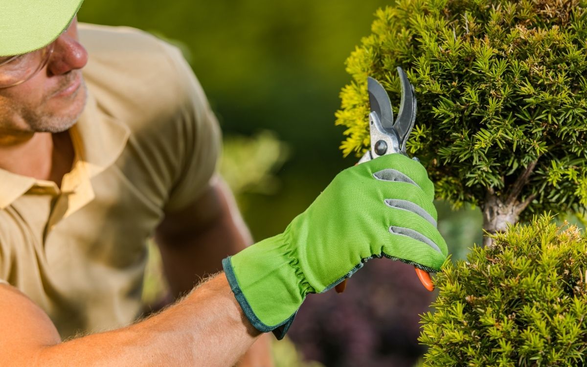 poda frutales valladolid 2