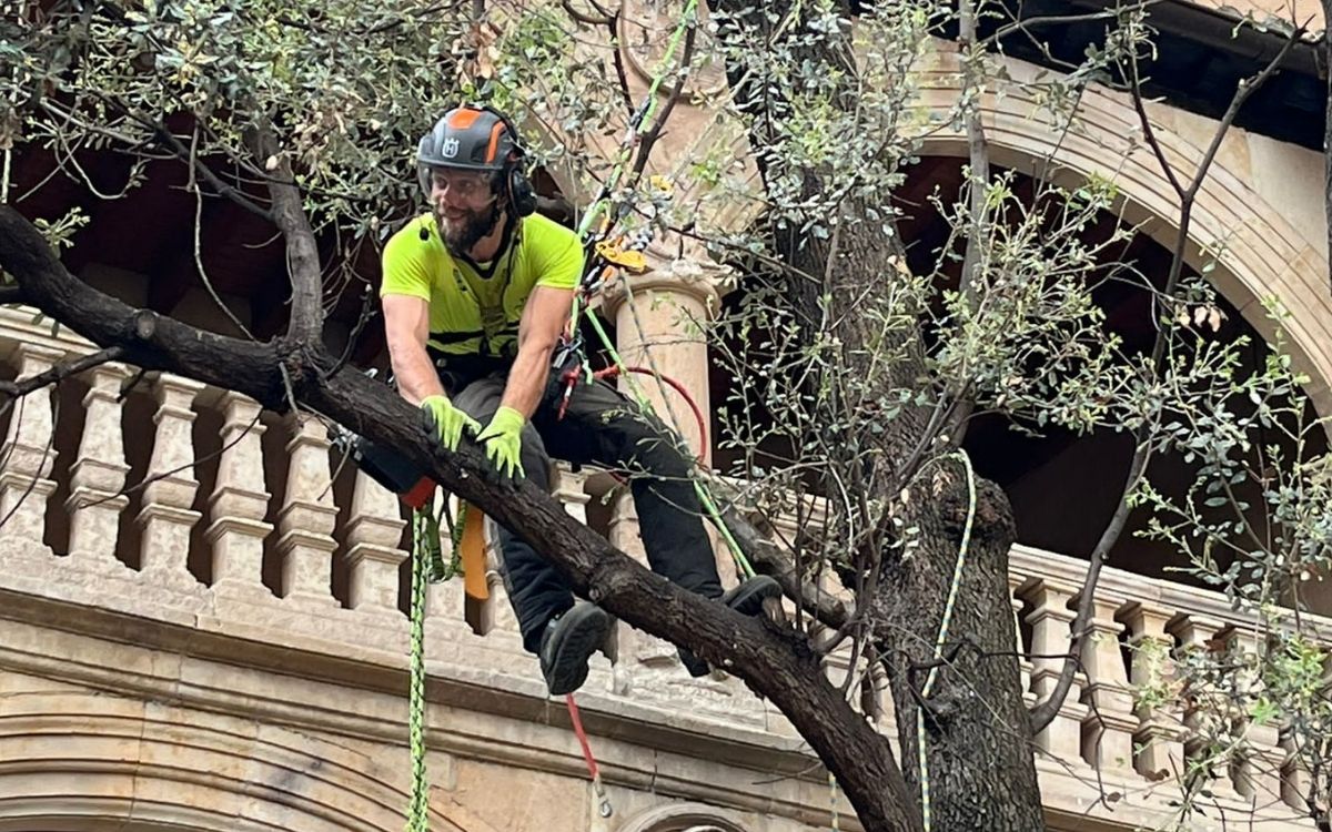 tala y poda valladolid 1