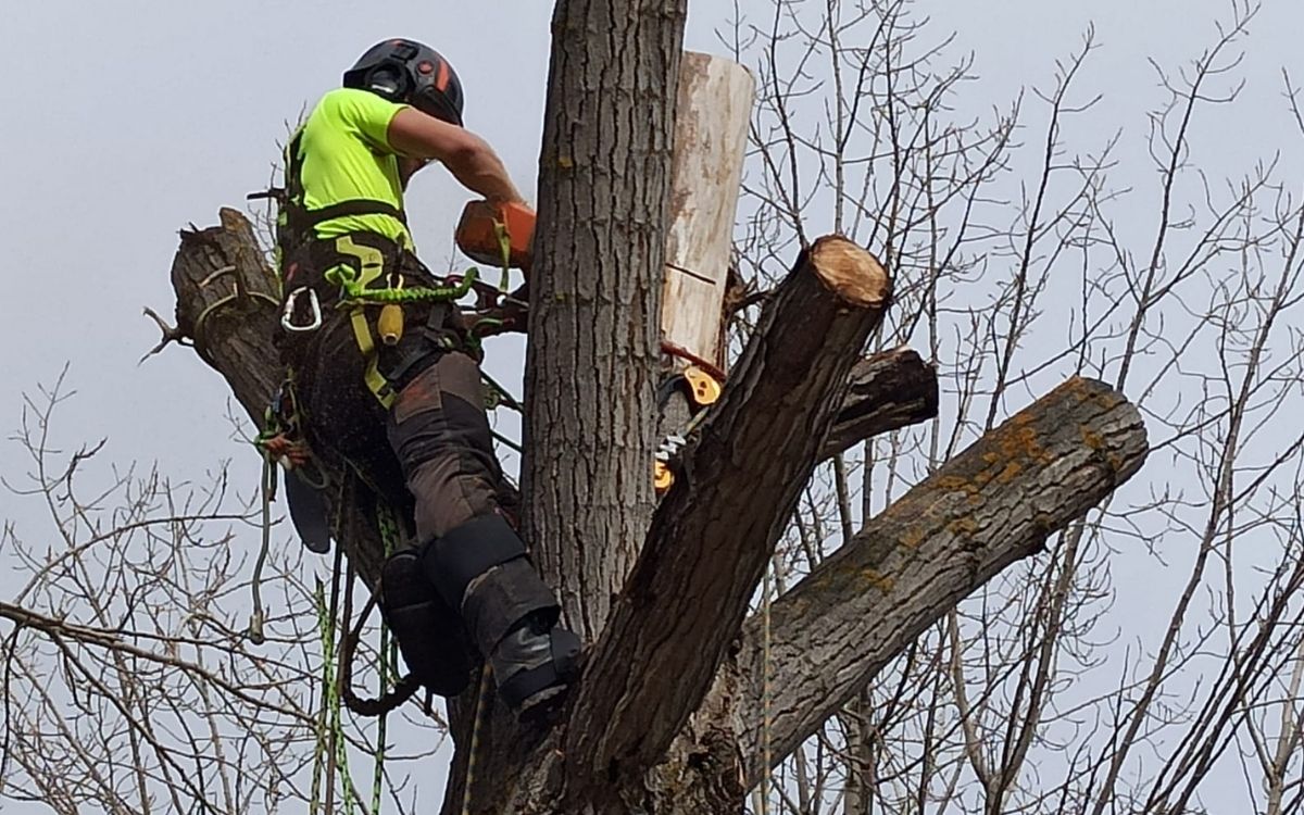 tala y poda valladolid